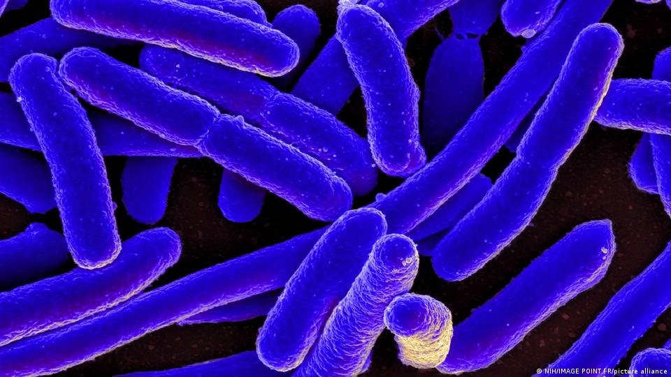 Бактерії E. coli під мікроскопом у науковій ілюстрації
