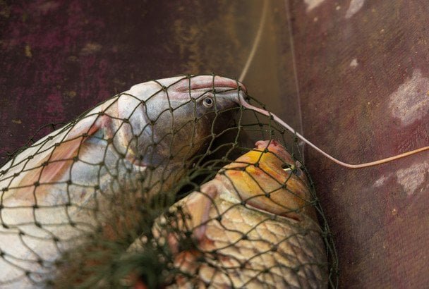 хвора риба з річки з ознаками захворювання на поверхні води
