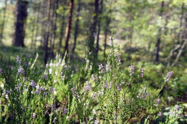 День ангела 26 серпня — імена та іменини які відзначаються в цей день