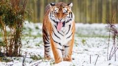 напад тигра на чоловіка у дикому парку залишив жертву мертвою