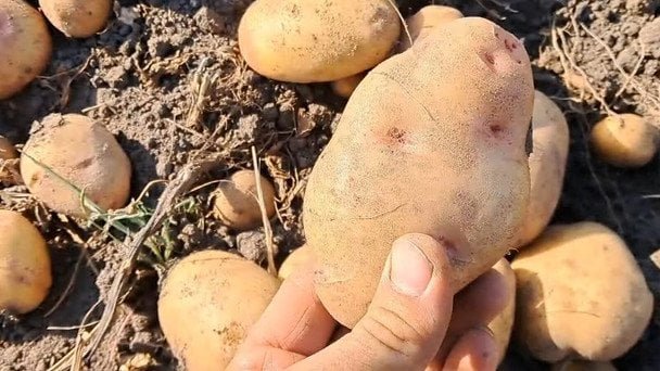купити картоплю на зиму — свіжа картопля на ринку для тривалого зберігання