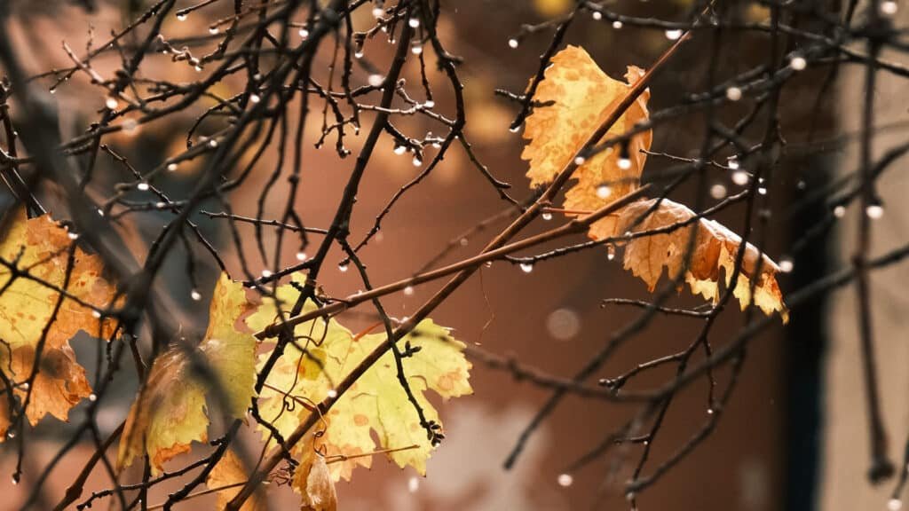 погода 31 жовтня в Україні — дощ і мокрий сніг в останній день жовтня